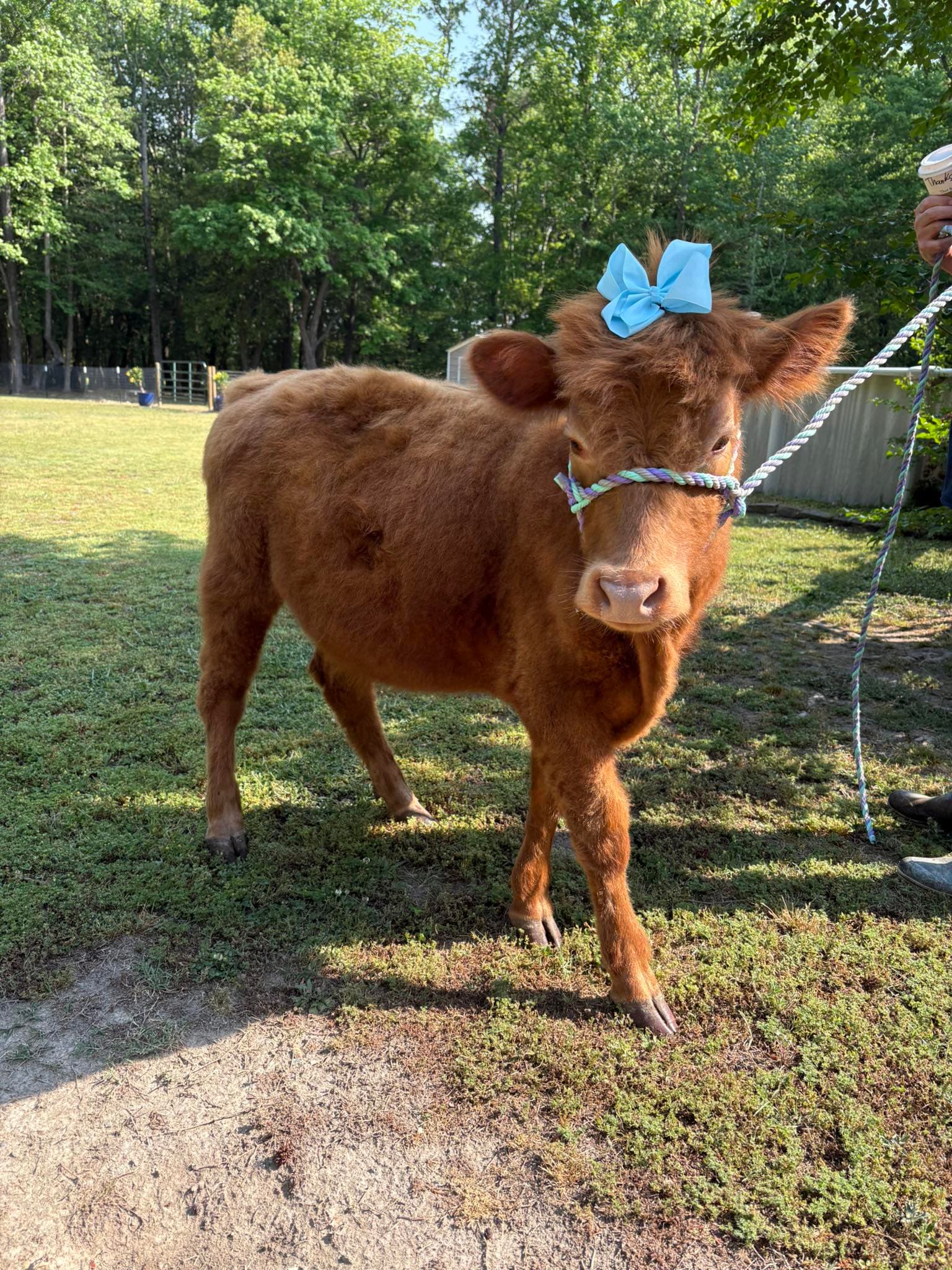 Highland calf standing in the pasture at Bowling Green Highlands.